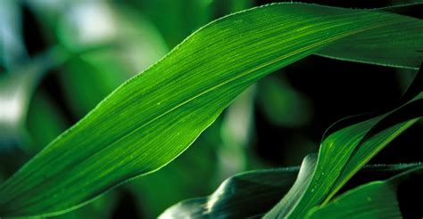 An 8 Step Strategy To Grow 300 Bushel Per Acre Corn