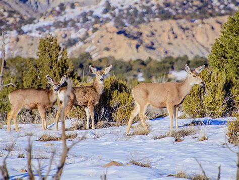 Deer in Snow Photograph by Aliesha Shepherd - Pixels