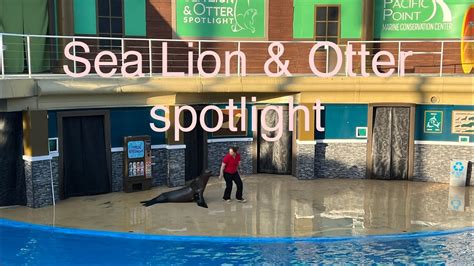 Sea Lion And Otter Spotlight Show Seaworld San Diego World Diaries