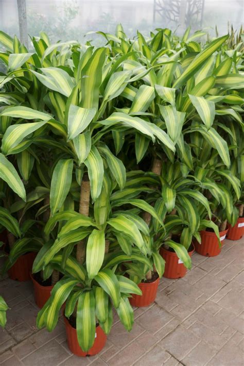 Dracaena Mass Cane Live Plant In A 10 Inch Pot 3 Staggered Etsy