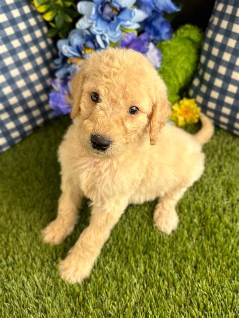 Golden Retriever & Goldendoodle Puppies | Corpus Christi