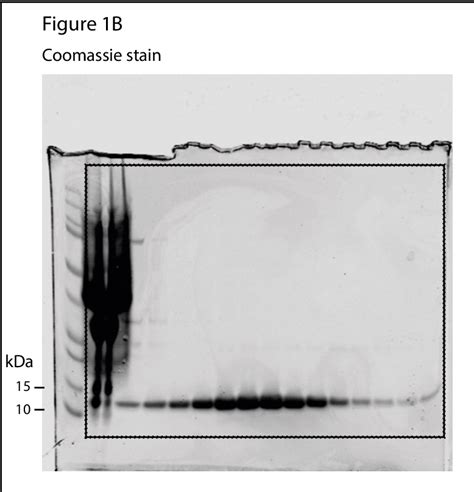 Figure From Preparation And Purification Of Mono Ubiquitinated