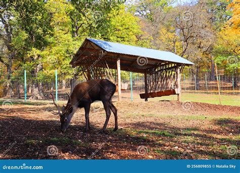 Center For Breeding Caucasian Deer In Dilijan National Park Armenia