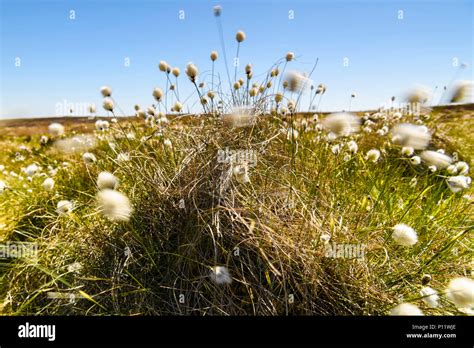 The Fruiting Plant Of The Cotton Grass Eriophorum Angustifolium Blowing In The Wind On