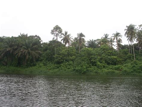 En Route Pour Le Village Des Pygmées Découverte Du Cameroun