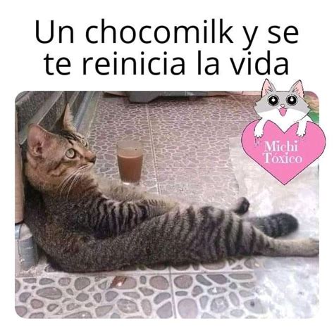 Pin De Liliana Loaeza En Memes D Chiste De Gatos Humor De Gatos Chistes Graciosos