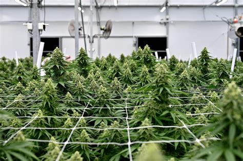 Cannabis Cultivation: Greenhouse Environment for Maximum Harvest