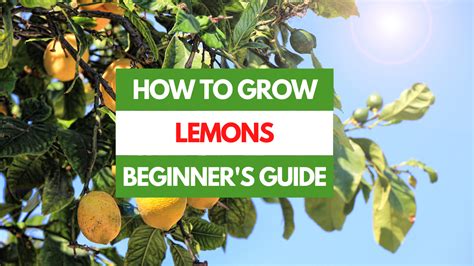 How To Grow Lemons A Beginners Guide Gardening Eats