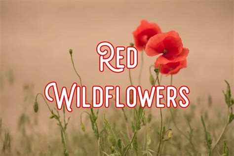 40 Common Red Wildflowers (Pictures and Identification)