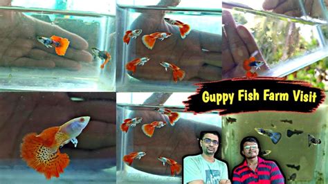 Fish Farm Visit Fish Farm Tour Vlogs Exotic Guppy Fish Fram Visit