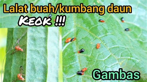 Cara Basmi Hama Lalat Buahkumbang Daun Pada Tanaman Gambas Secara