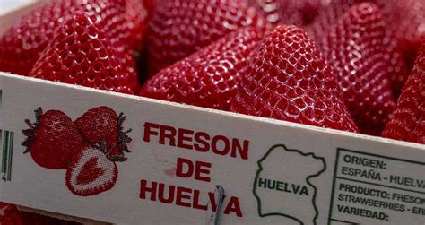 Freshuelva Marca Una Ca Da De Producci N De Fresa Del