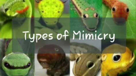 Types Of Mimicry 1 Part 2 Youtube