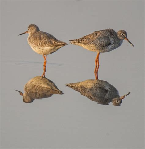 Common Redshank - Owen Deutsch Photography