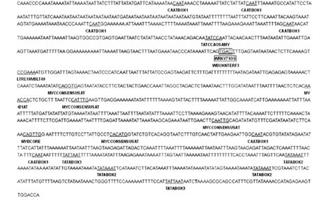 The Cis Acting Regulatory Elements Predicted In The Promoter Region Of