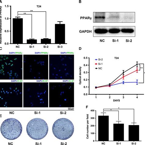 Downregulation Of Ppar Inhibited The Proliferation Of Bca Cells A