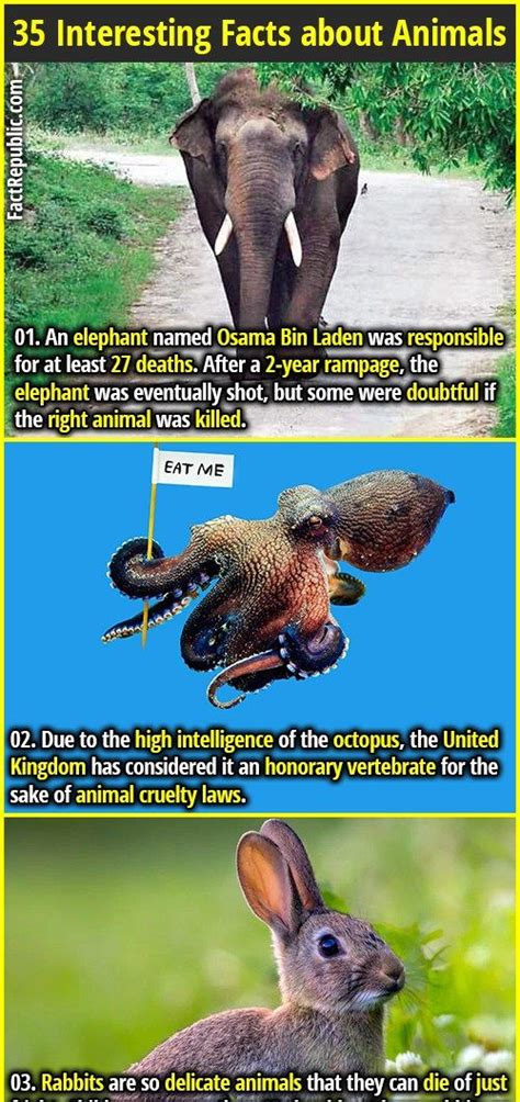 interesting facts  animals artofit