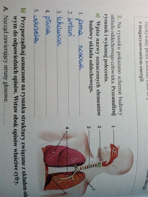 na rysunku pokazano schemat budowy układu oddechowego przeanalizuj
