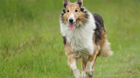 Top 7 List - Scottish Dog Breeds