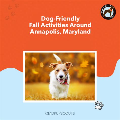 Dog Friendly Fall Activities Around Annapolis Maryland