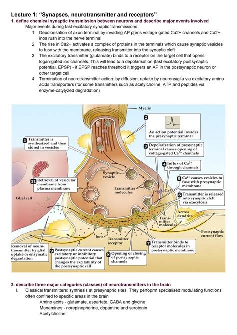 Lecture 1 Synapses Neurotransmitter And Receptors” Lecture 1