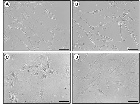 Figure 1 From A Two Step Immunomagnetic Microbead Based Method For The