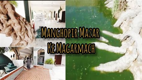 Crocodiles Live In Karachi Manghopir Mydrive Youtube