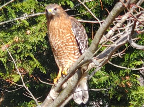 Is This A Cooper S Hawk R Whatsthisbird