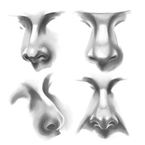 Noses Study By Akvinikum On Deviantart