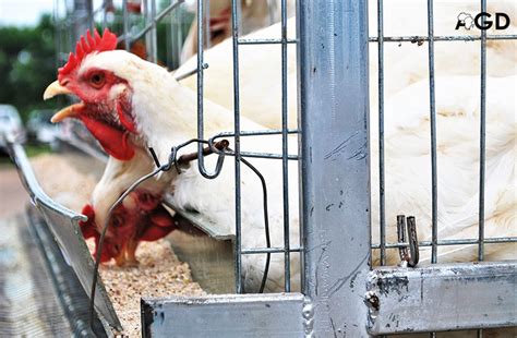 La Viande Du Poulet Goliath Est Plus Juteuse Que Les Poulets Locaux