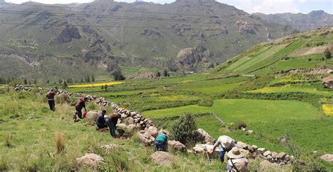 Arequipa Inician Plantaci N De Rboles En El Valle Del Colca