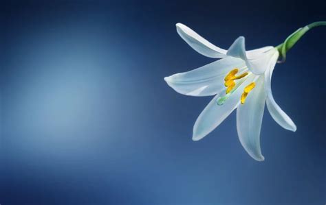 Madonna Lily Azucena Flower Meaning Symbolism And Colors Pansy