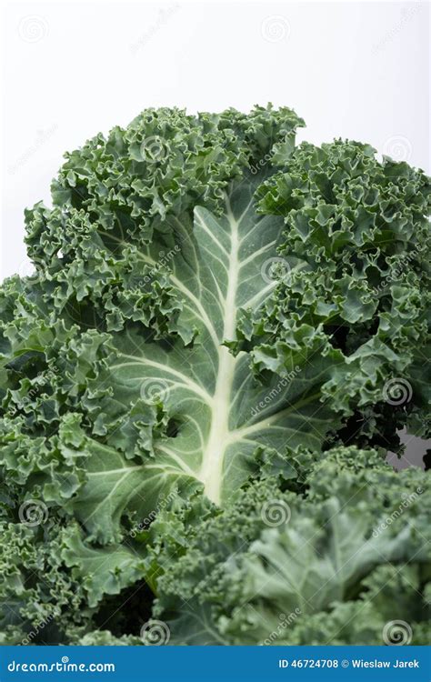 Fresh Curly Kale Stock Photo Image Of Healthy Hardy 46724708