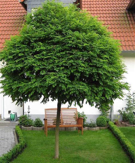 Robinia Pseudoacacia Umbraculifera Lubera De