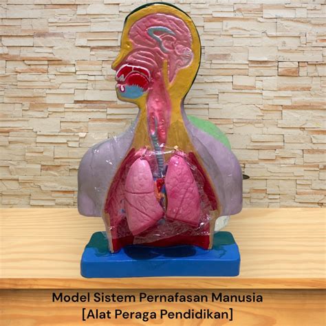 Jual Alat Peraga Model Pernafasan Manusia Torso Sistem Pernafasan Alat