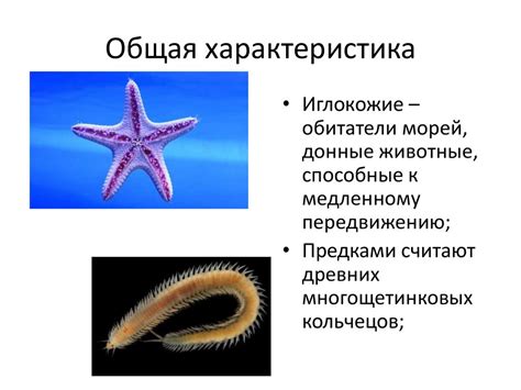 Тип Иглокожие - online presentation