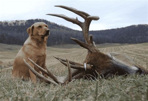 How to Train a Deer Hunting Dog | DeerProject.org