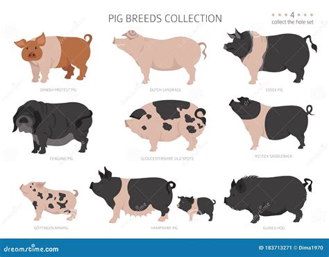 Pig Breeds Collection 4. Farm Animals Set Stock Vector - Illustration of icon, breeding: 183713271