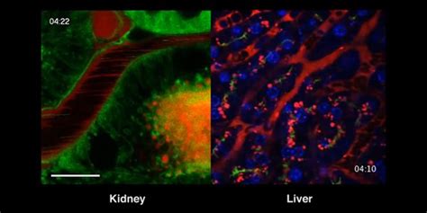 Cool Videos Looking Inside Living Cells Nih Directors Blog