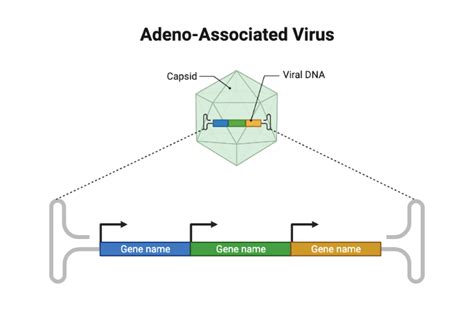 Adeno Associated Virus With Callout Layout BioRender Science Templates