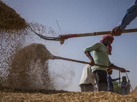 Govt To Lift 518 Mn Tonnes Rice In 2022 23 Double Coarse Cereal