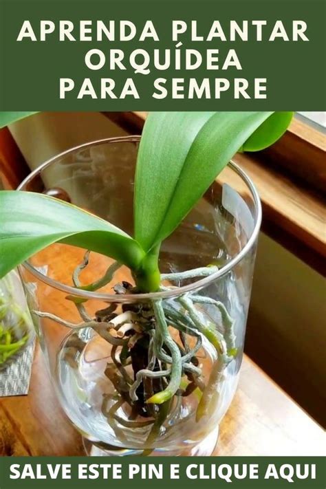 Deseja aprender a cultivar orquídeas Clique na imagem e confira