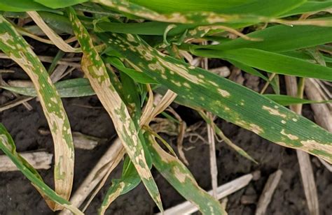 Bacterial Leaf Blight Developing in Winter Wheat