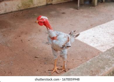Naked Neck Rooster Images Stock Photos Vectors Shutterstock
