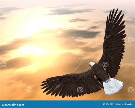 Eagle Soaring Stock Illustration Illustration Of Bird 1342261
