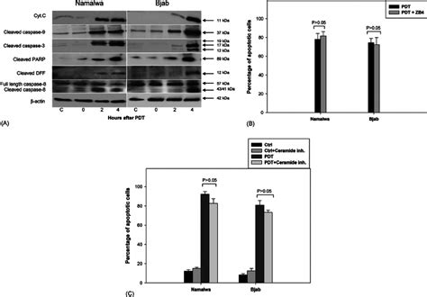 Various Pathways Involved In The Hal Pdt Mediated Apoptosis A