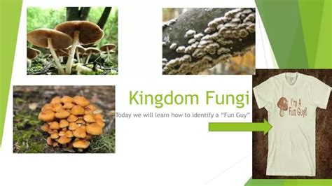 Ppt Kingdom Fungi Powerpoint Presentation Free Download Id5365749