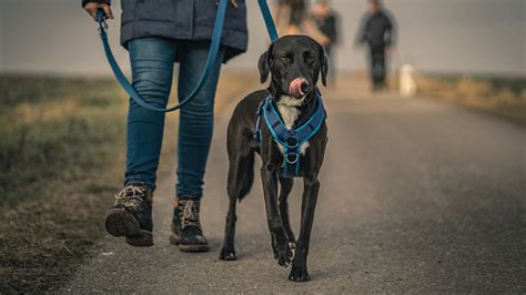 【犬のしつけ教室選び】しつけ教室の種類を知り、家の近くの愛犬に合う教室を選ぼう！