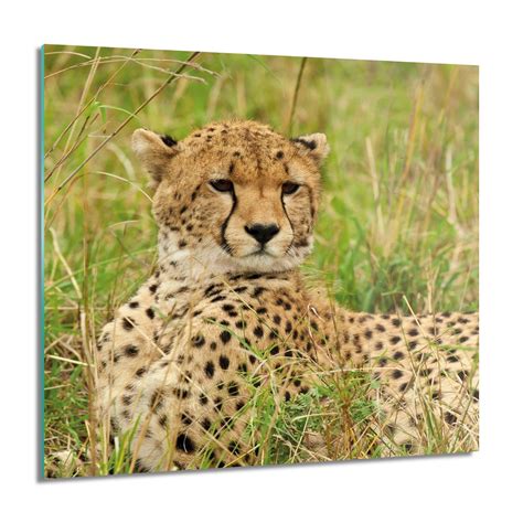 ArtprintCave Leżący gepard trawa foto szklane ścienne 60x60 cm