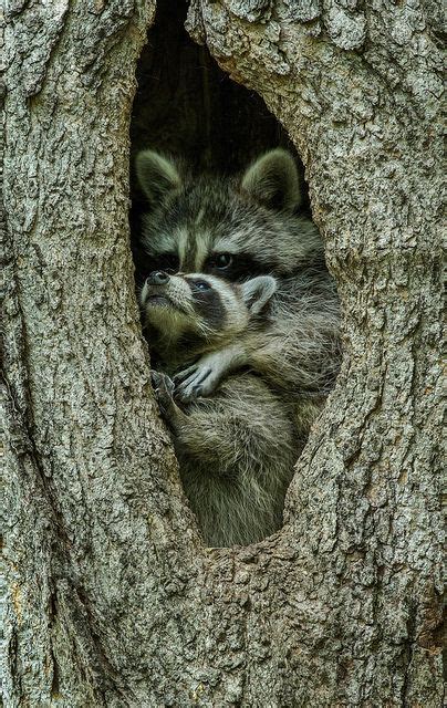 Raccoon Hug By Bill Mcmullen On Flickr Baby Raccoon Animals